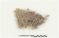 藏品(紅葉泥炭苔)的圖片